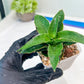 Sansevieria Wulan (#Ba52) | Imported Plants | Rare Hybrid Species