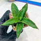 Sansevieria Wulan (#Ba52) | Imported Plants | Rare Hybrid Species