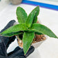 Sansevieria Wulan (#Ba52) | Imported Plants | Rare Hybrid Species