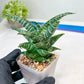 Sansevieria Xiena (#Ba53) | Imported Plants | Rare Hybrid Species
