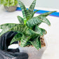 Sansevieria Xiena (#Ba53) | Imported Plants | Rare Hybrid Species