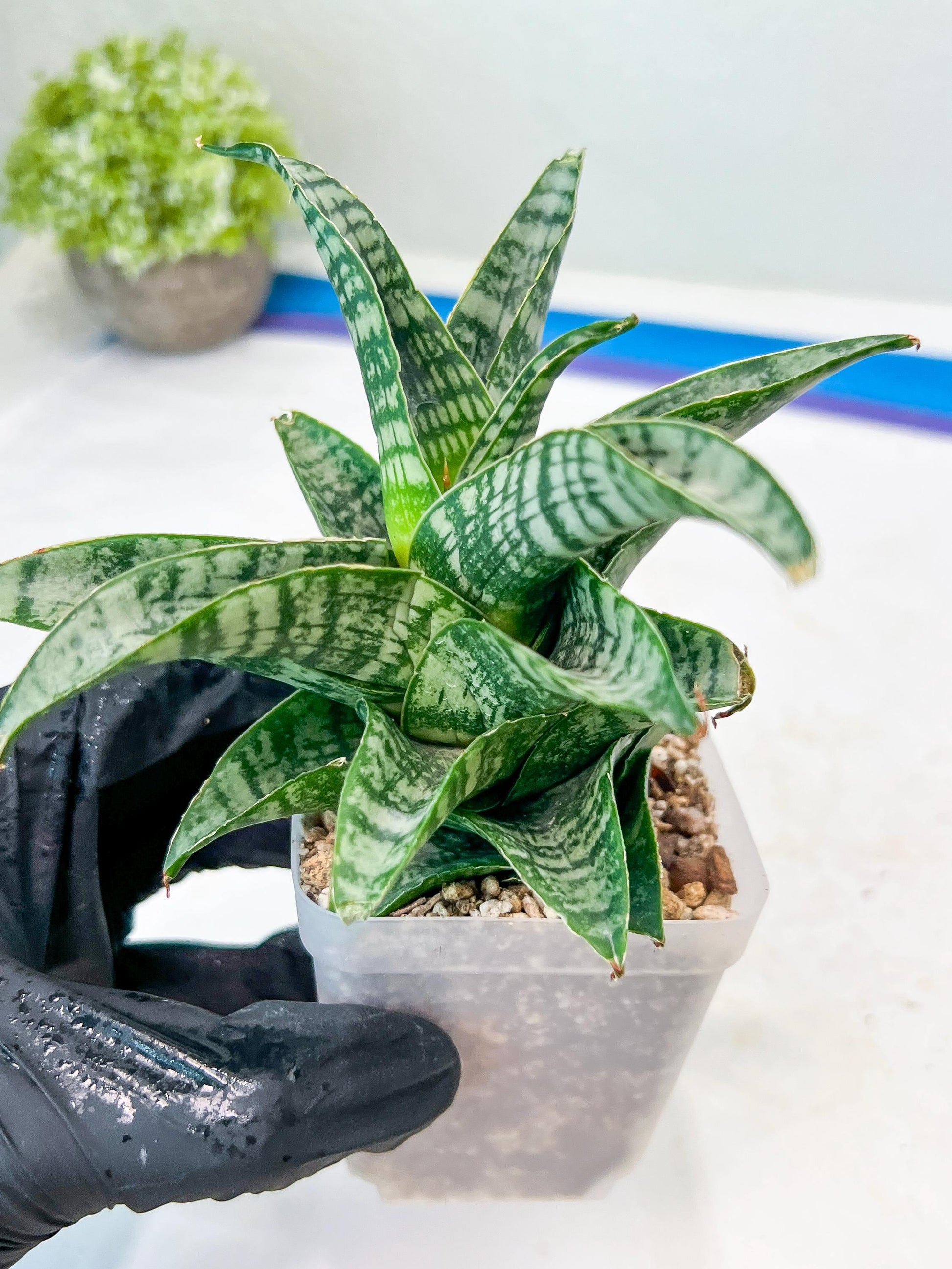 Sansevieria Xiena (#Ba53) | Imported Plants | Rare Hybrid Species