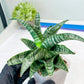 Sansevieria Xiena (#Ba53) | Imported Plants | Rare Hybrid Species