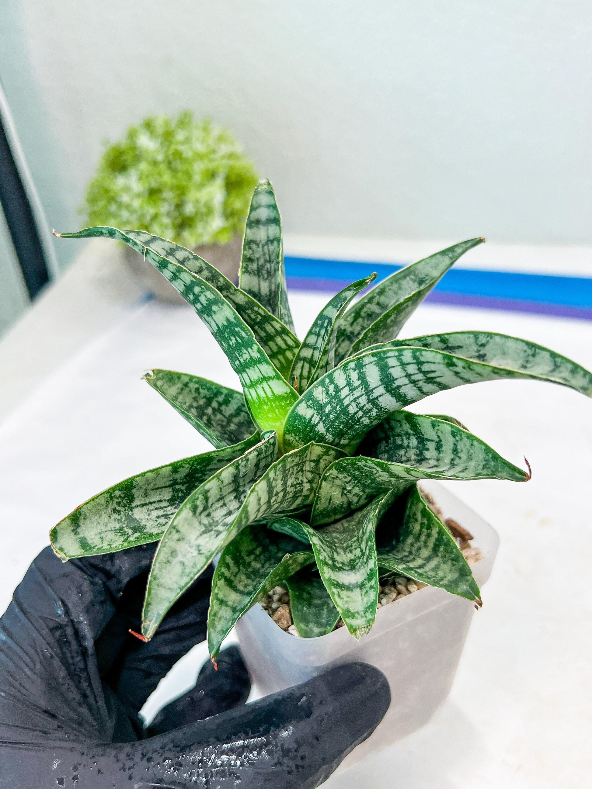 Sansevieria Xiena (#Ba53) | Imported Plants | Rare Hybrid Species
