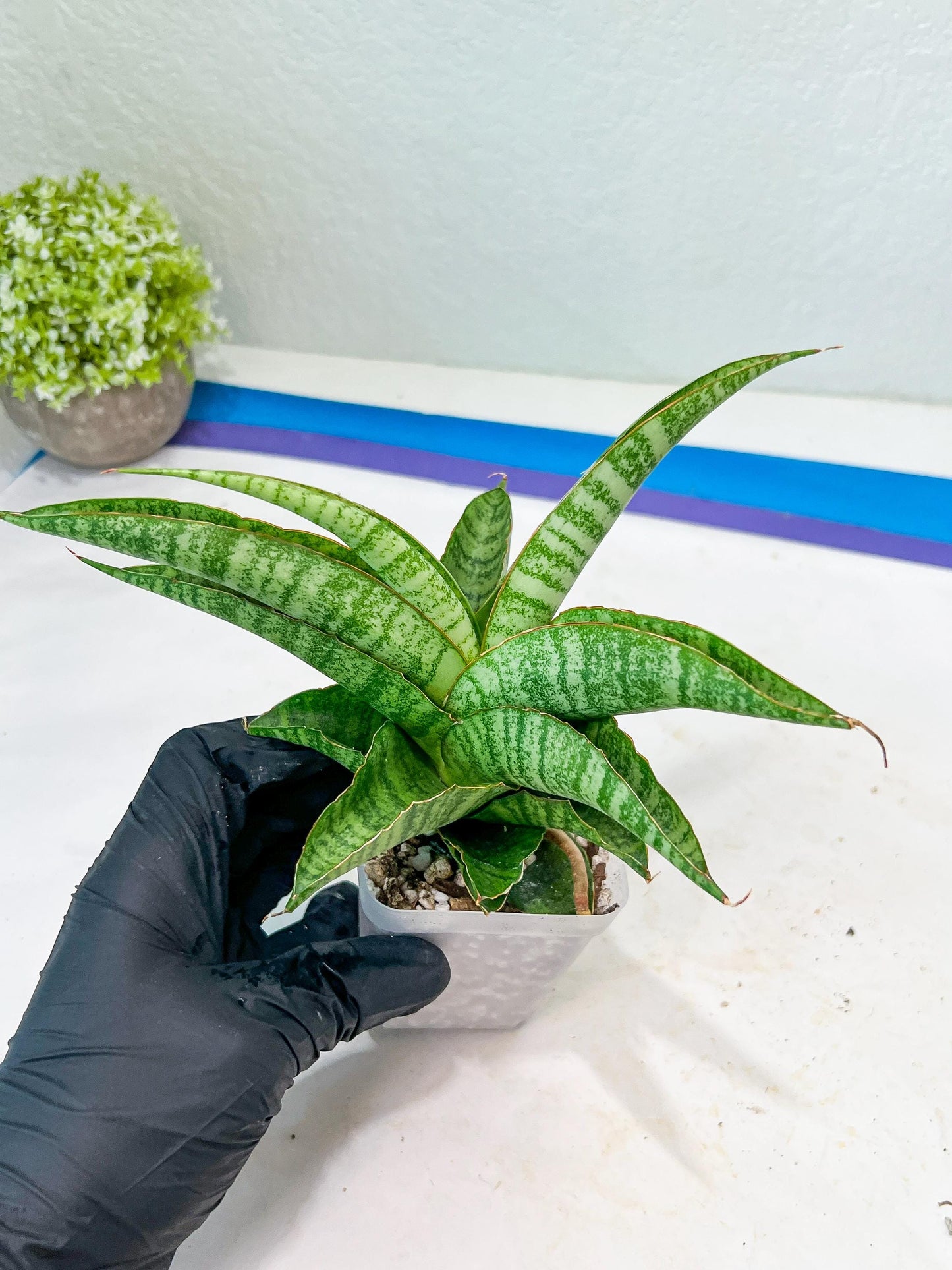 Sansevieria Cordova x cordova Mutated (#Ba54) | Imported Plants