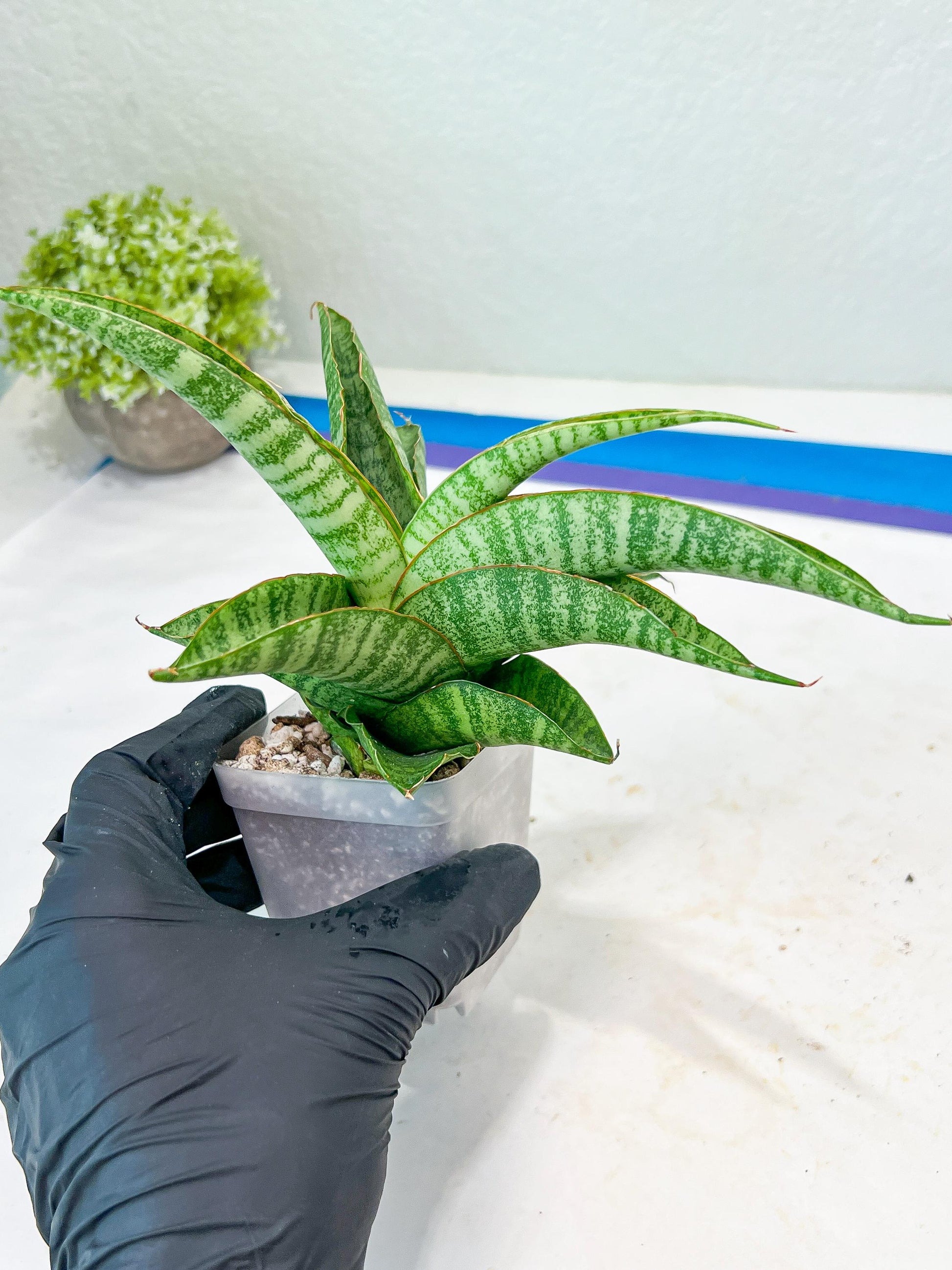Sansevieria Cordova x cordova Mutated (#Ba54) | Imported Plants