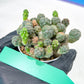 Maihueniopsis minuta Cactus | Imported Cactus | Rare Succulent