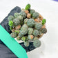 Maihueniopsis minuta Cactus | Imported Cactus | Rare Succulent