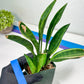 Sansevieria Sudwala Caves Variegated | Rare Impoted Plants