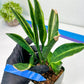 Sansevieria Sudwala Caves Variegated | Rare Impoted Plants