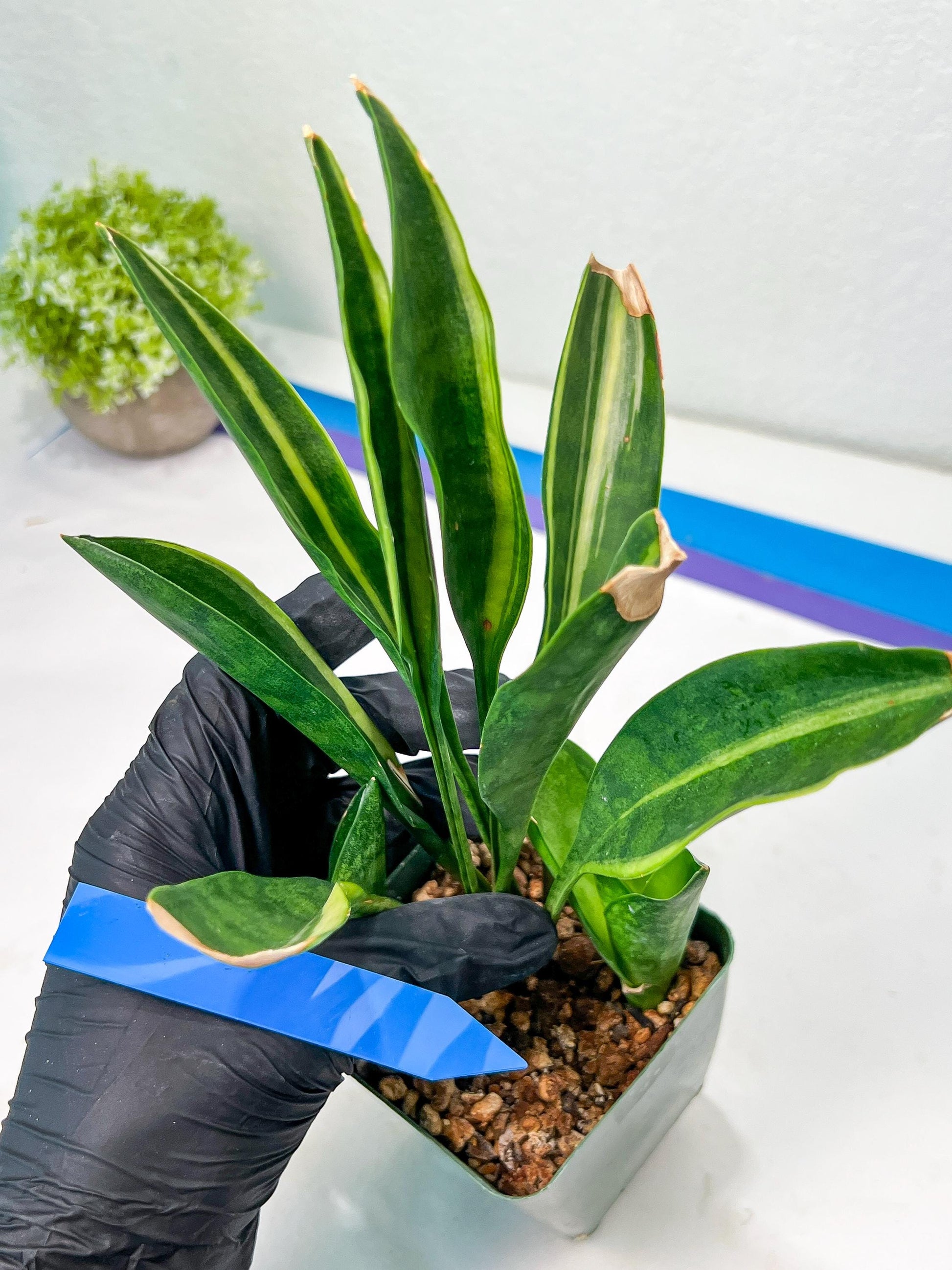 Sansevieria Sudwala Caves Variegated | Rare Impoted Plants