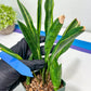 Sansevieria Sudwala Caves Variegated | Rare Impoted Plants