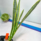 Sansevieria trifasciata Assalam | Imported Plants