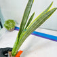 Sansevieria trifasciata Assalam | Imported Plants