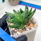 Sansevieria Goku (#A4) | Dwarf Hybrids