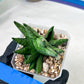 Sansevieria Goku (#A4) | Dwarf Hybrids