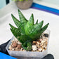 Sansevieria Goku (#A4) | Dwarf Hybrids