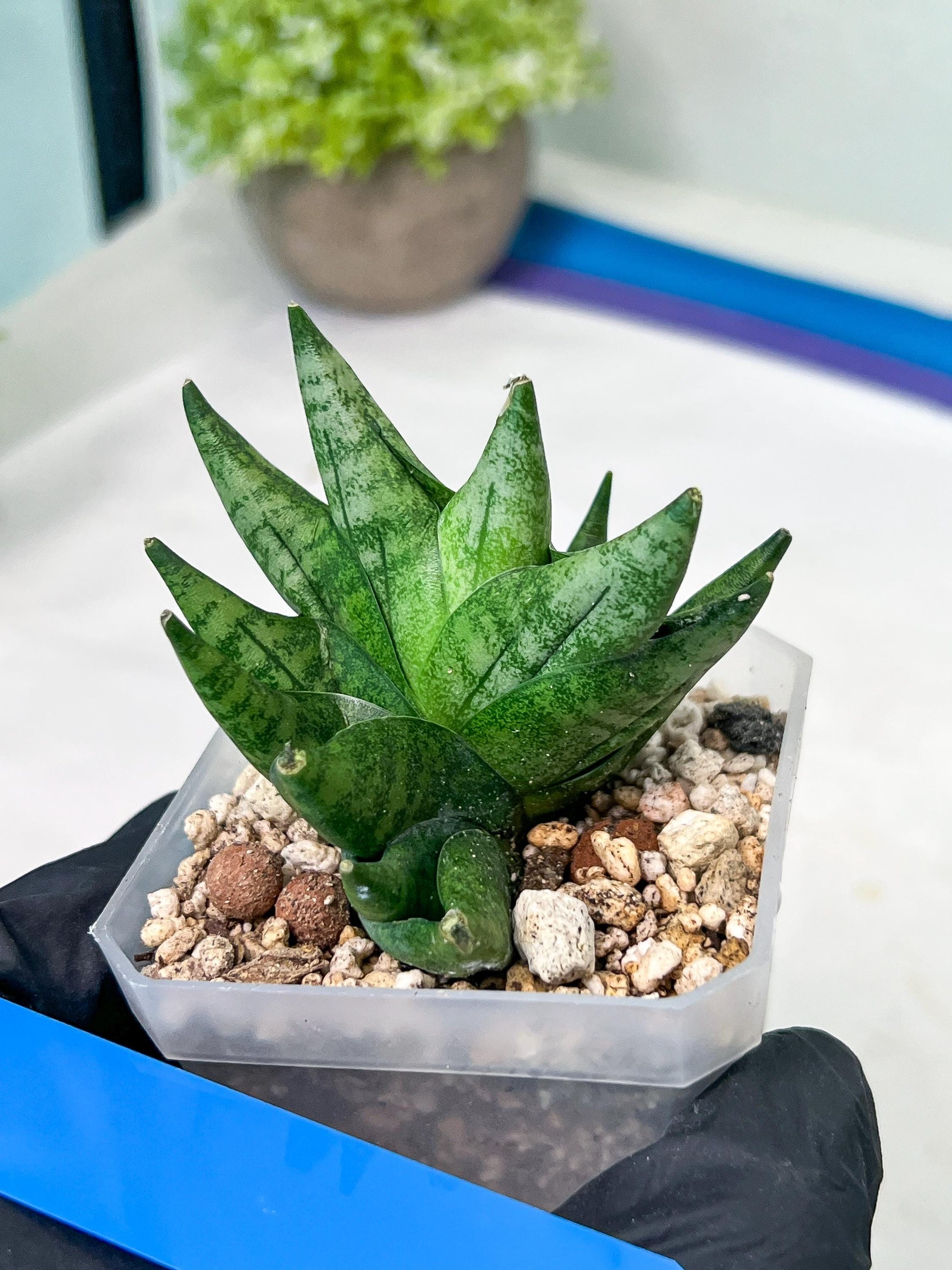Sansevieria Goku (#A4) | Dwarf Hybrids