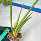 Sanseviera Flamingo (#B1) | Imported Hybrids