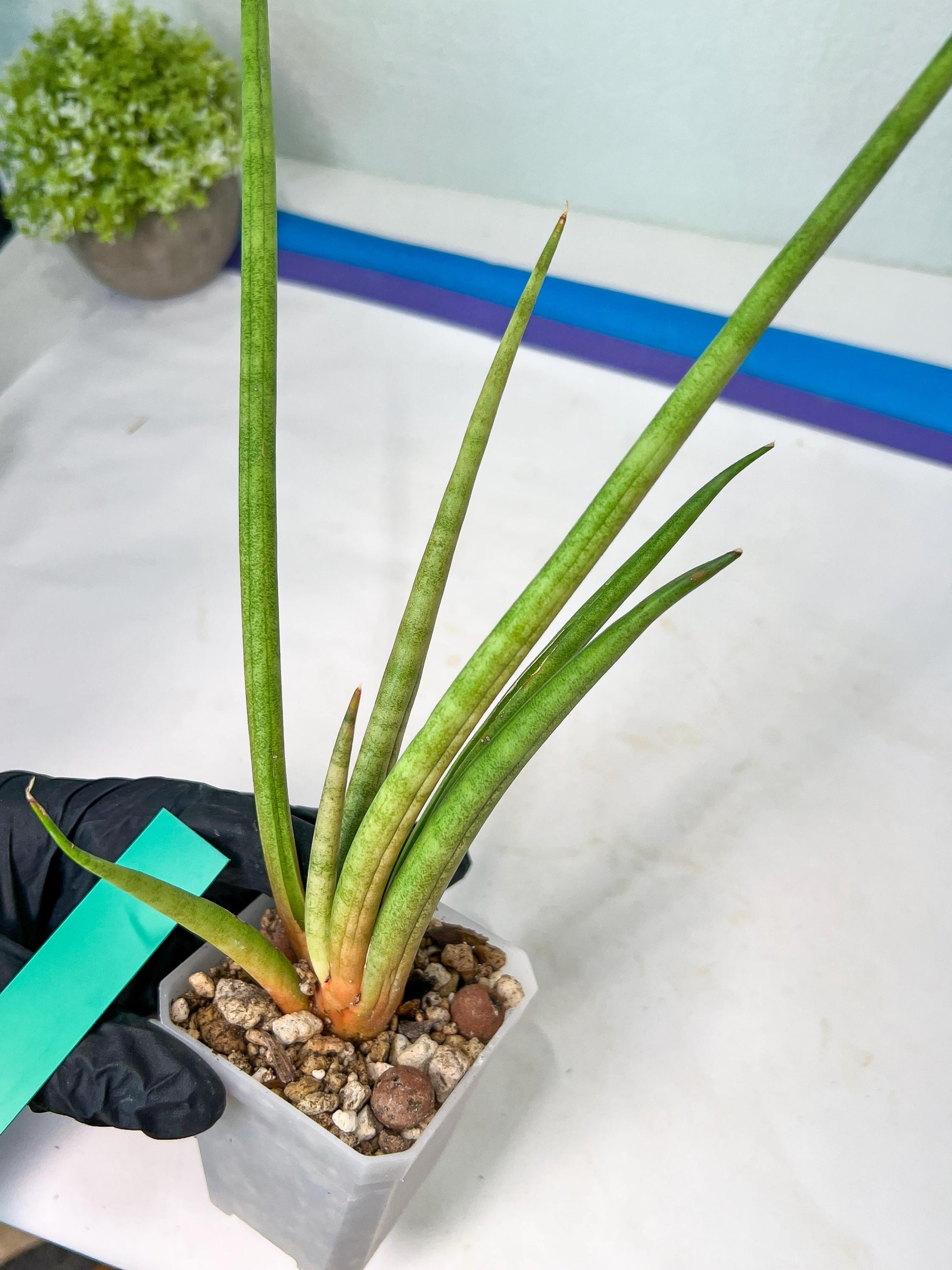 Sanseviera Flamingo (#B1) | Imported Hybrids