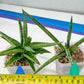 Sansevieria Trident (PH18) | Imported Indoor Snake Plant