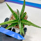 Sansevieria Trident (PH18) | Imported Indoor Snake Plant