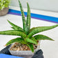 Sansevieria Trident (PH18) | Imported Indoor Snake Plant