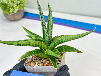 Sansevieria Trident (PH18) | Imported Indoor Snake Plant