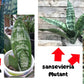 Sansevieria Moonshine Mutant | Imported Plants