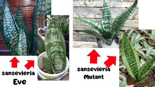 Sansevieria Moonshine Mutant | Imported Plants