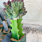 Lactea Crested Grafted Purple/Green | Imported | Mermaid Fin Plant