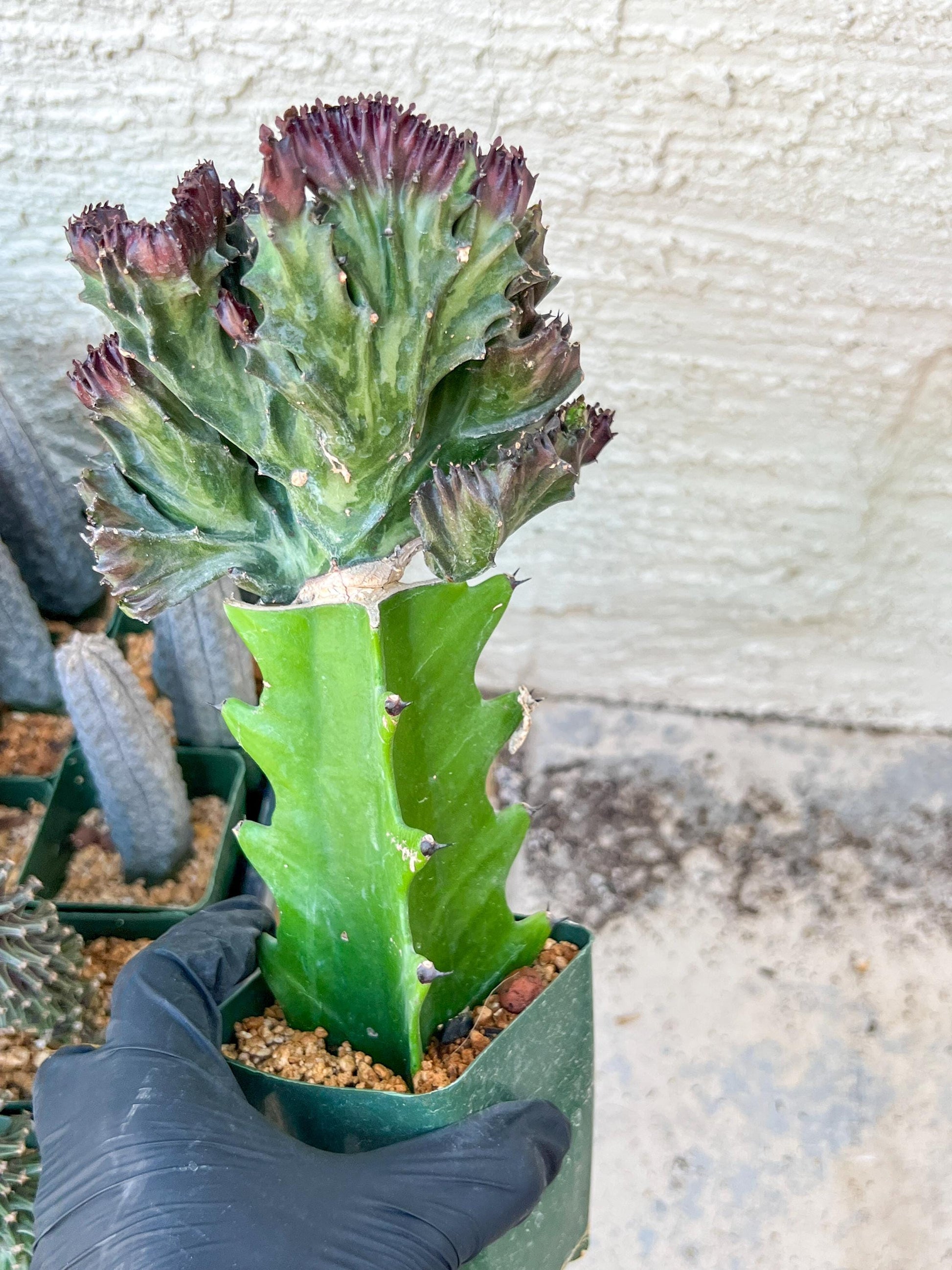 Lactea Crested Grafted Purple/Green | Imported | Mermaid Fin Plant