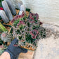 Lactea Crested Grafted Purple/Green | Imported | Mermaid Fin Plant