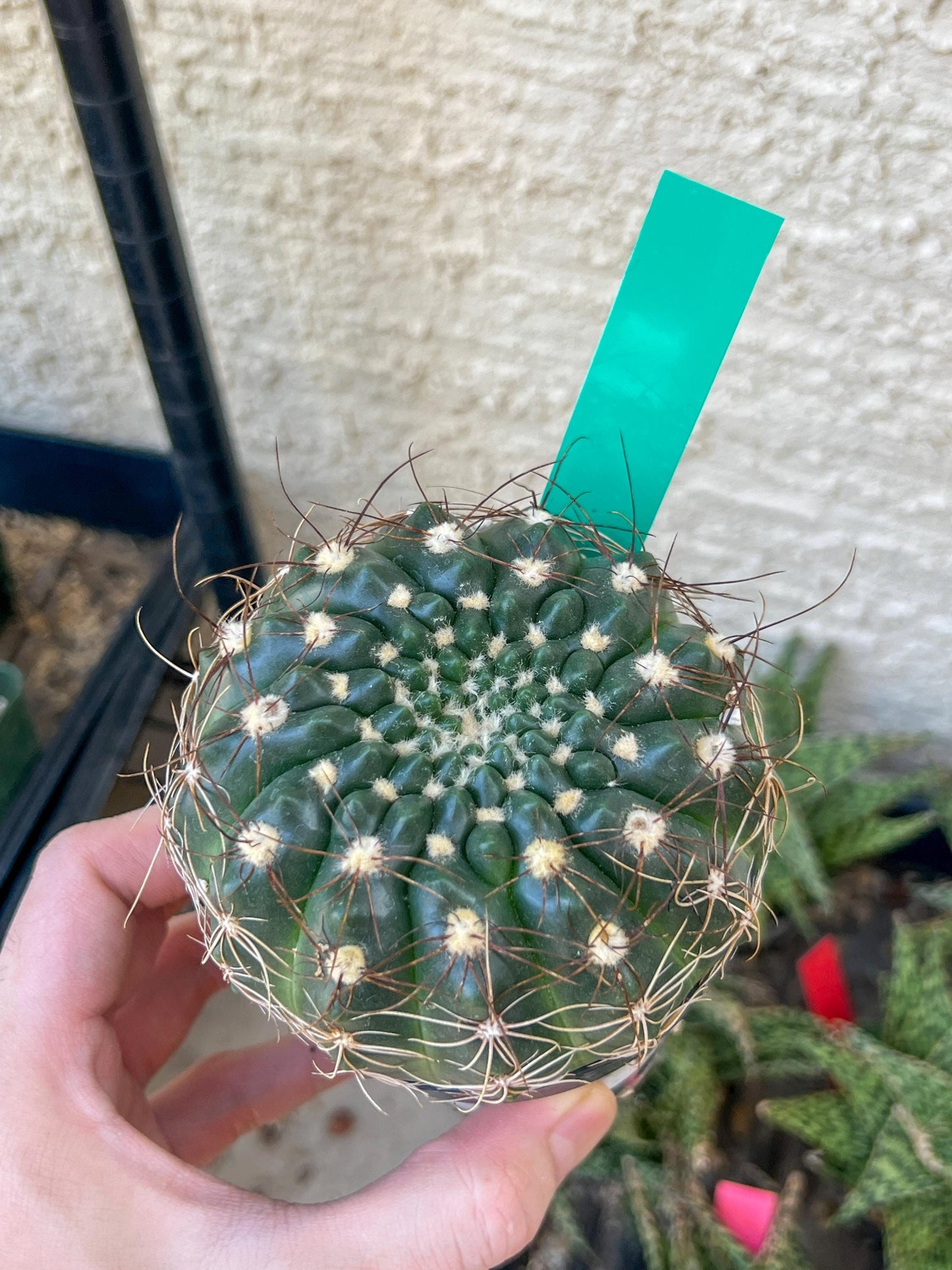 Notocactus Uebelmannianus | Rare succulent | 3.5" Planter