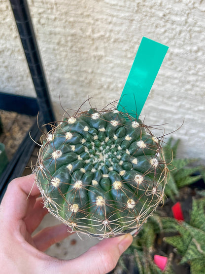 Notocactus Uebelmannianus | Rare succulent | 3.5" Planter