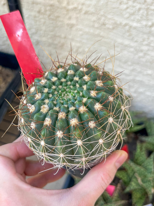 Notocactus Uebelmannianus | Rare succulent | 3.5" Planter