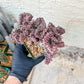 Lactea Crested Grafted Shot body | Imported | Mermaid Fin Plant