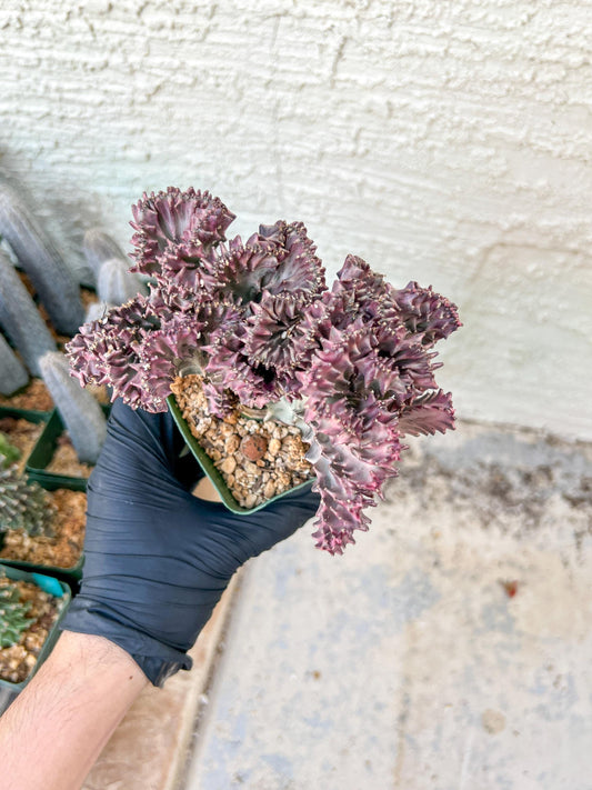 Lactea Crested Grafted Shot body | Imported | Mermaid Fin Plant
