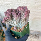 Lactea Crested Grafted Shot body | Imported | Mermaid Fin Plant