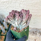 Lactea Crested Grafted Shot body | Imported | Mermaid Fin Plant