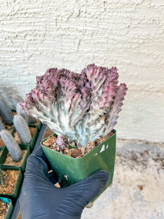Lactea Crested Grafted Shot body | Imported | Mermaid Fin Plant