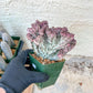 Lactea Crested Grafted Shot body | Imported | Mermaid Fin Plant