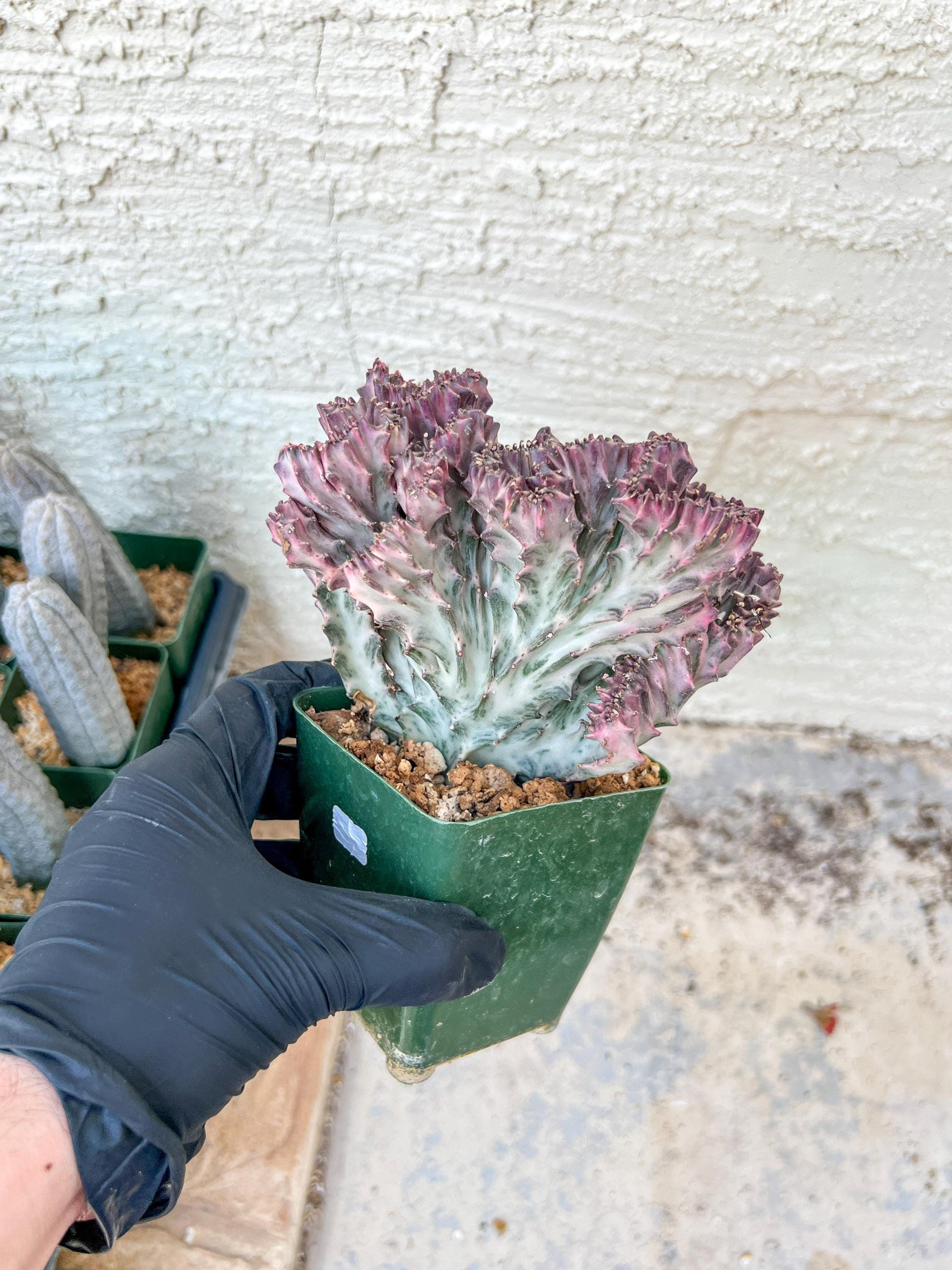 Lactea Crested Grafted Shot body | Imported | Mermaid Fin Plant