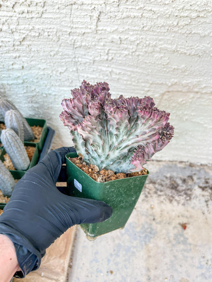 Lactea Crested Grafted Shot body | Imported | Mermaid Fin Plant