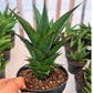 Sansevieria Teacher (#Ba49) | Parent Plant (pinguicula X Gabriella)