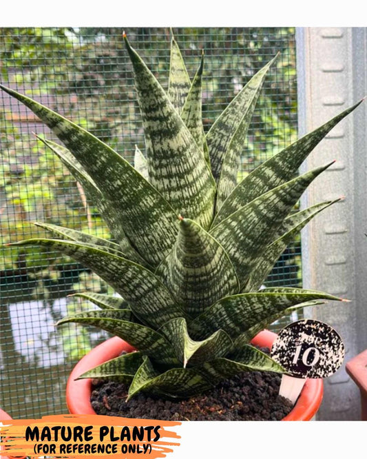 Sansevieria Xiena (#Ba53) | Imported Plants | Rare Hybrid Species