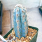 Pilosocereus Pachycladus | Cactus Plants | Imported Plants