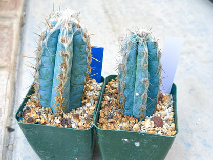 Pilosocereus Pachycladus | Cactus Plants | Imported Plants