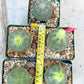 Euphorb obesa | Cactus Plants | Imported Plants