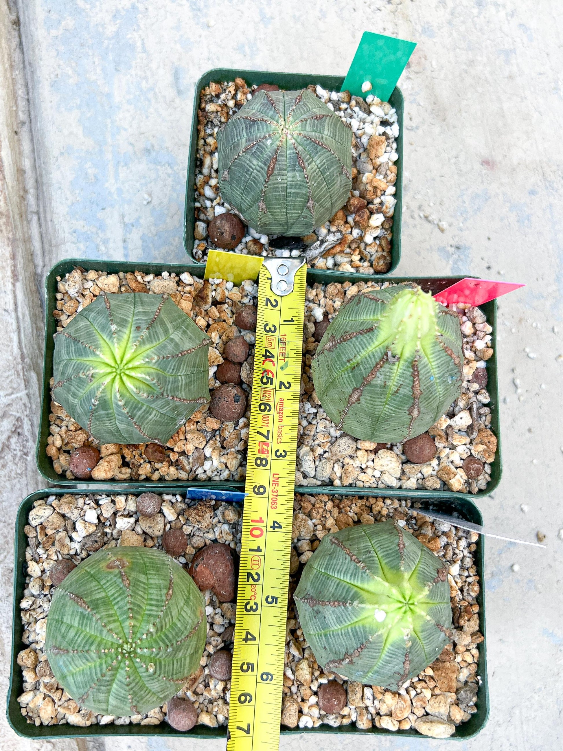 Euphorb obesa | Cactus Plants | Imported Plants
